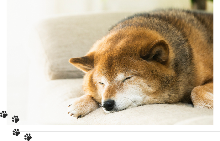 犬の訪問整体 健犬へ