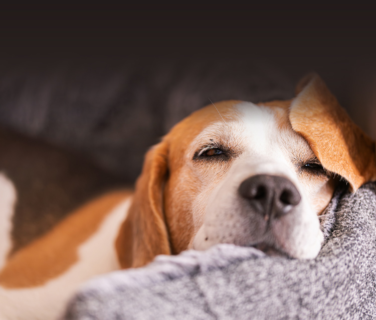 犬の訪問整体 健犬