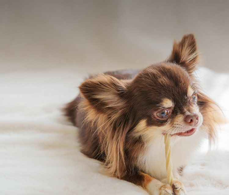犬の訪問整体 健犬