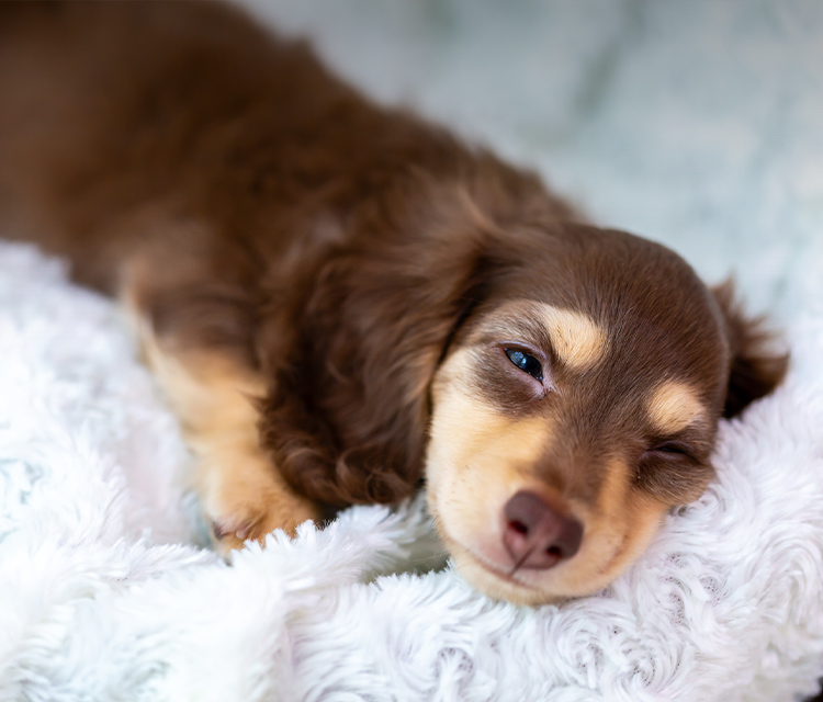 犬の訪問整体 健犬